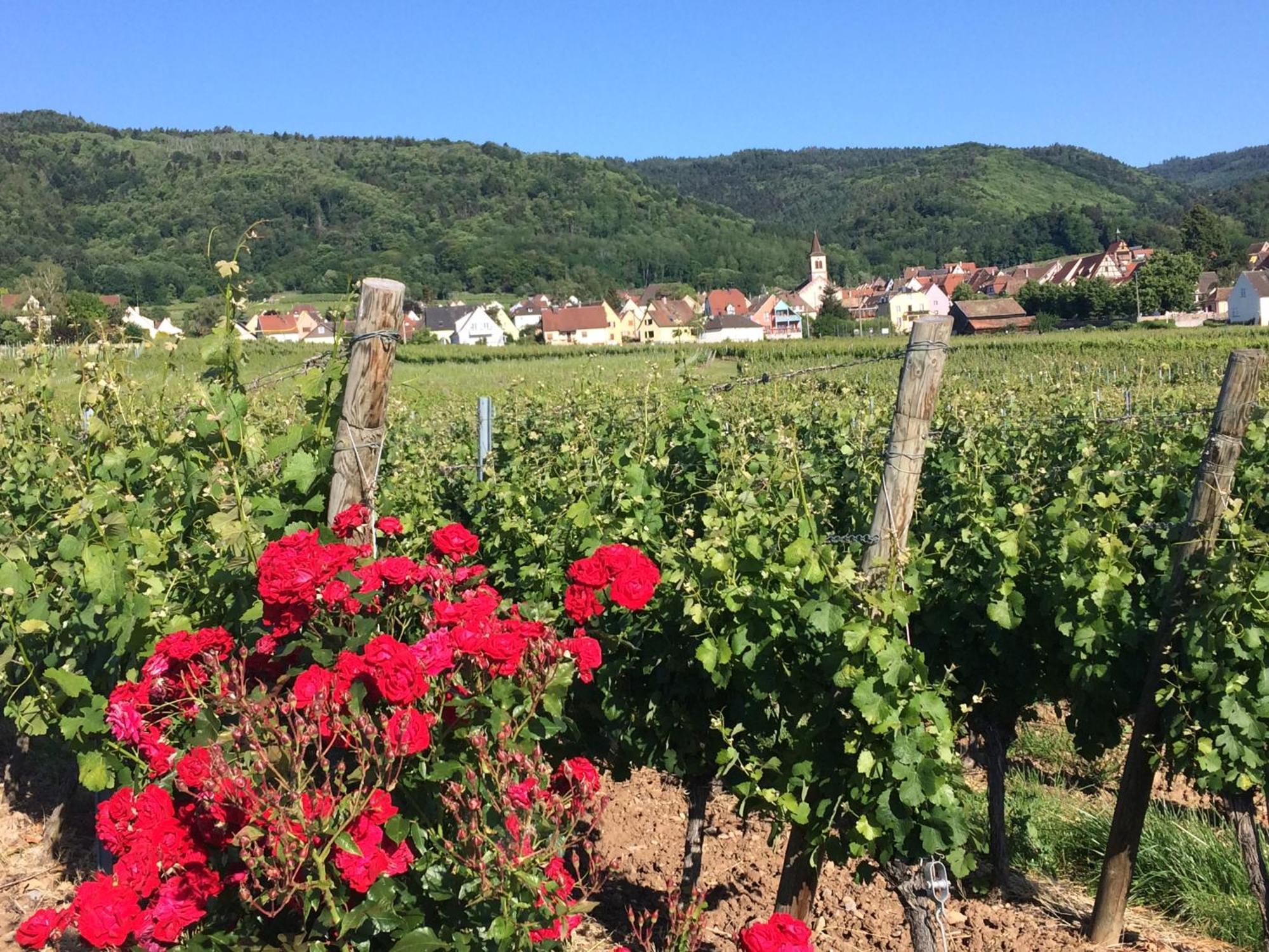Gite Le Mandle Riquewihr Exteriér fotografie