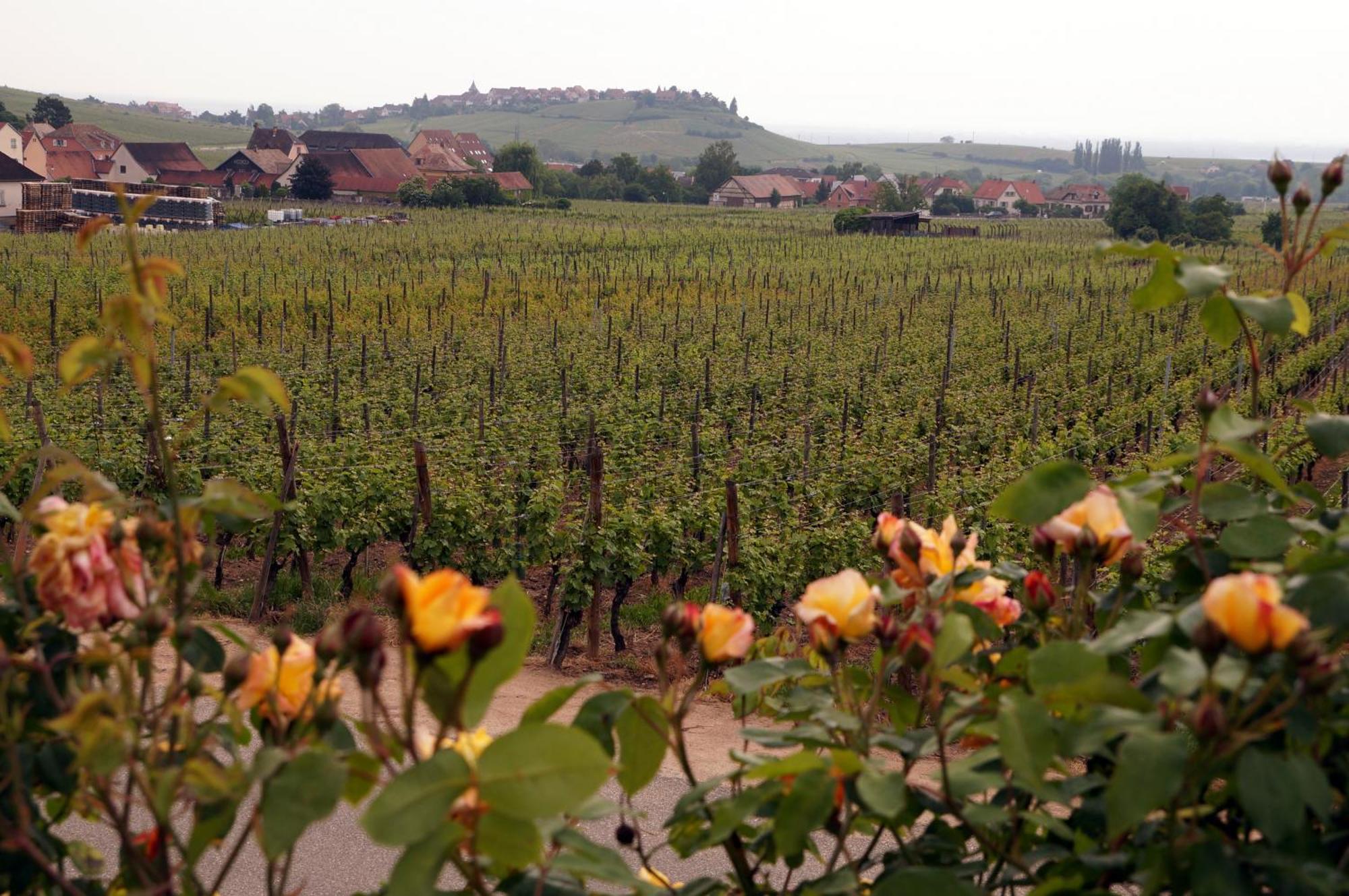 Gite Le Mandle Riquewihr Exteriér fotografie